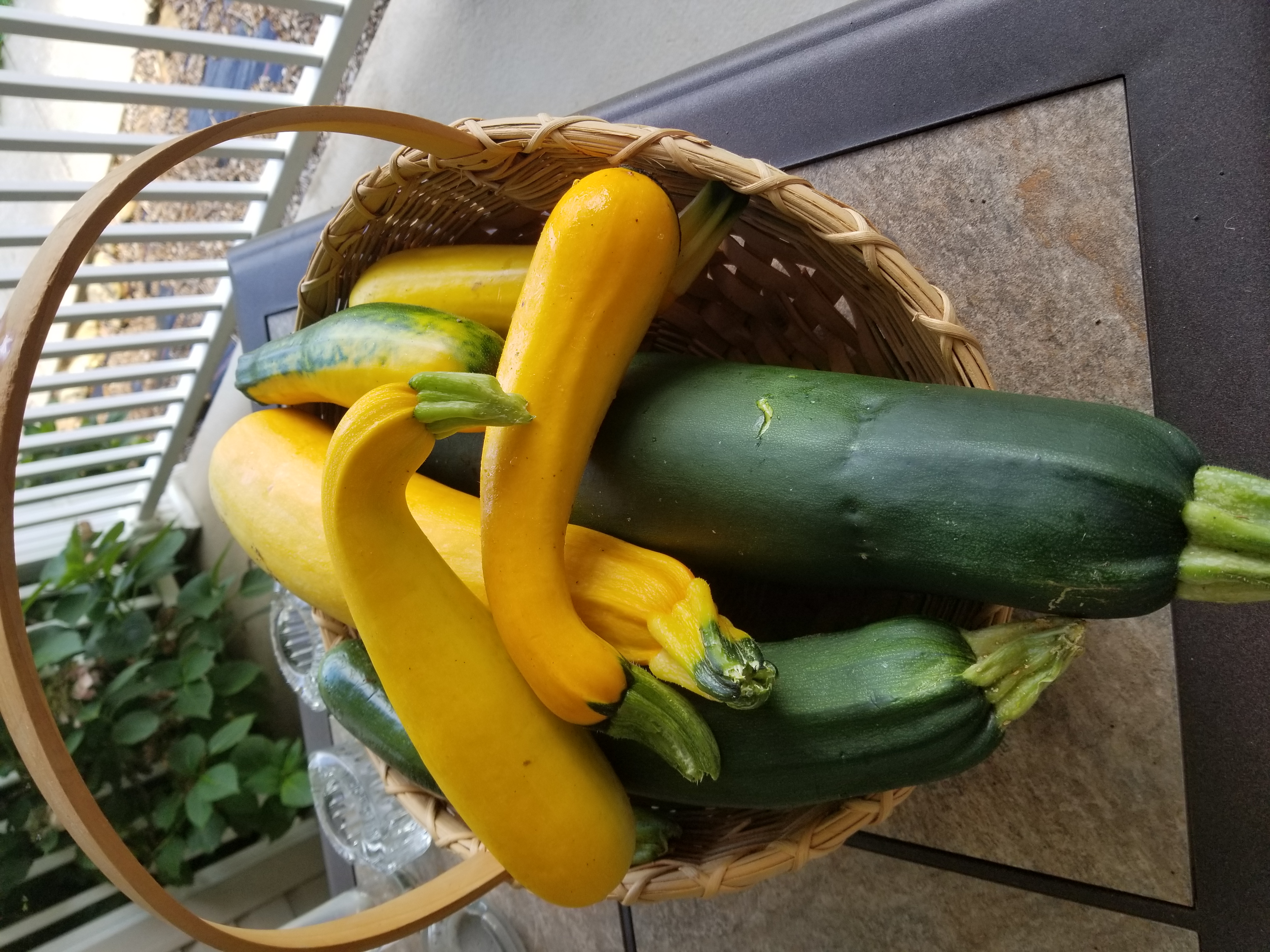 Zucchini Season